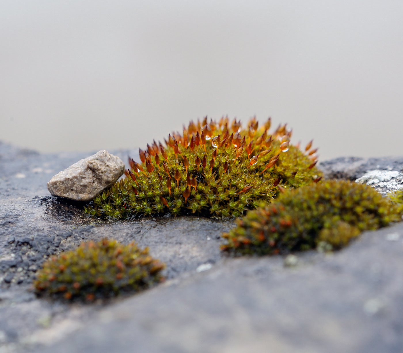 Image of Orthotrichum anomalum specimen.