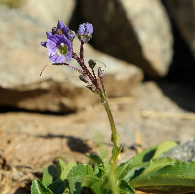 Image of Veronica gentianoides specimen.