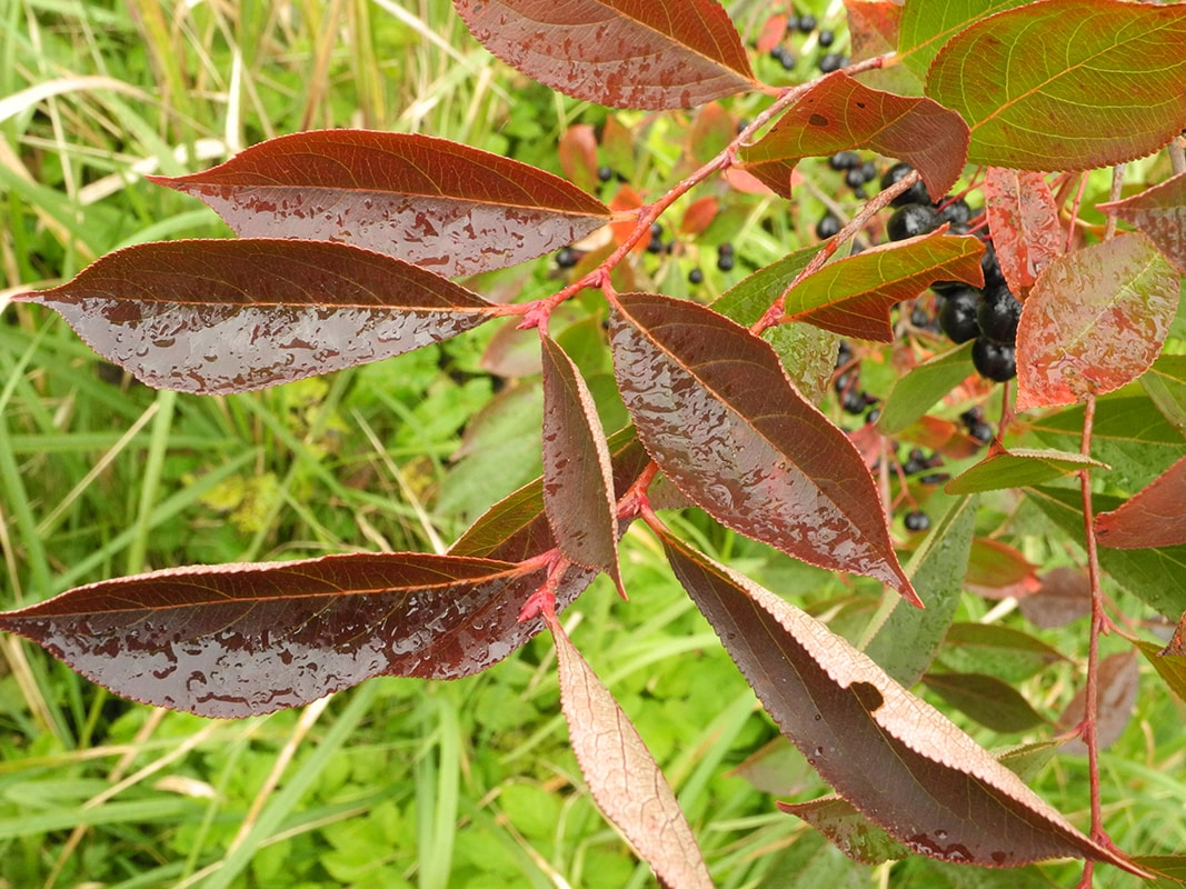 Изображение особи Aronia melanocarpa.