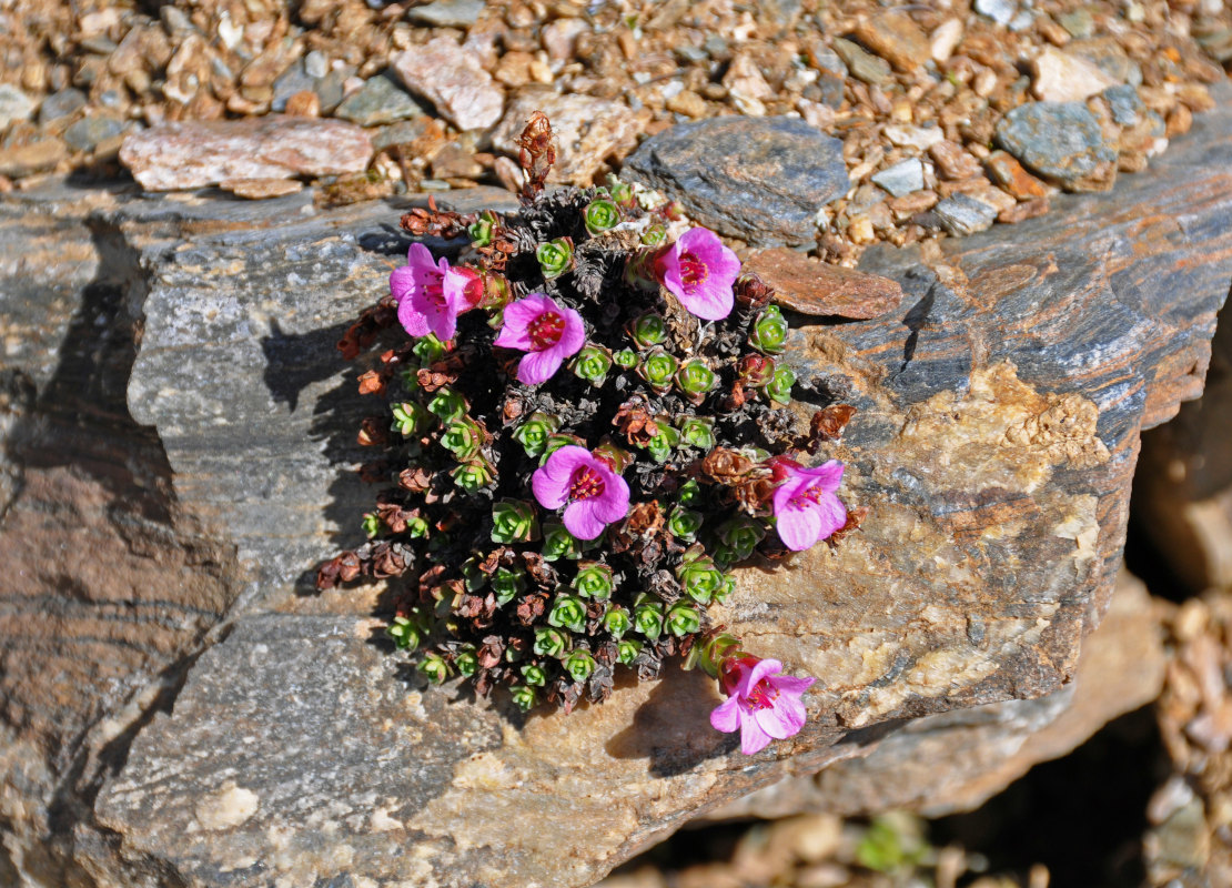 Image of Saxifraga asiatica specimen.