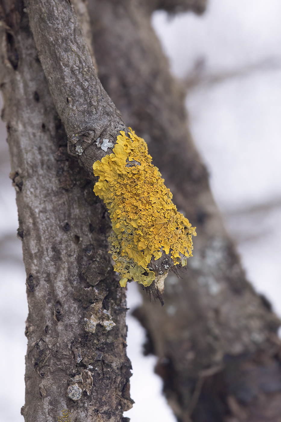 Изображение особи Xanthoria parietina.