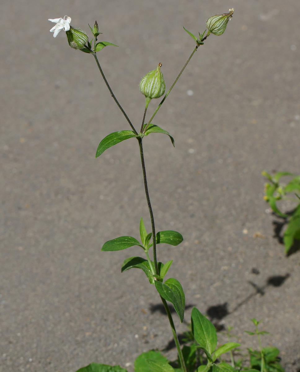 Image of Melandrium album specimen.