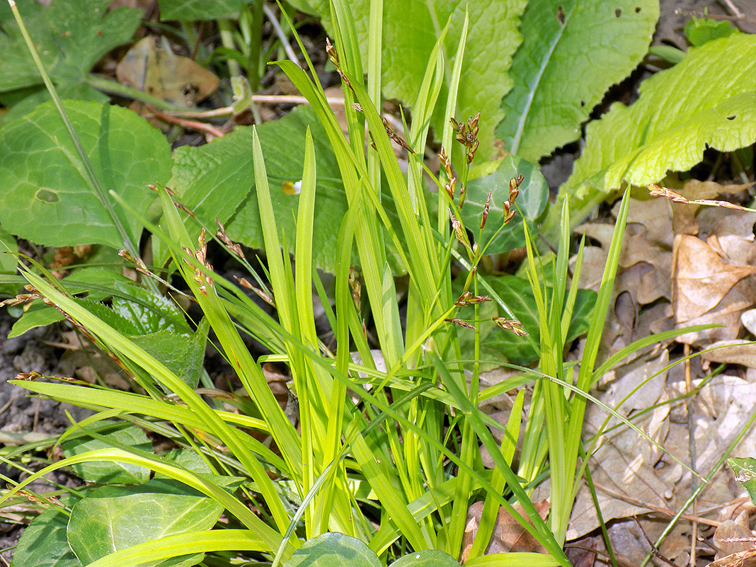 Image of Carex digitata specimen.