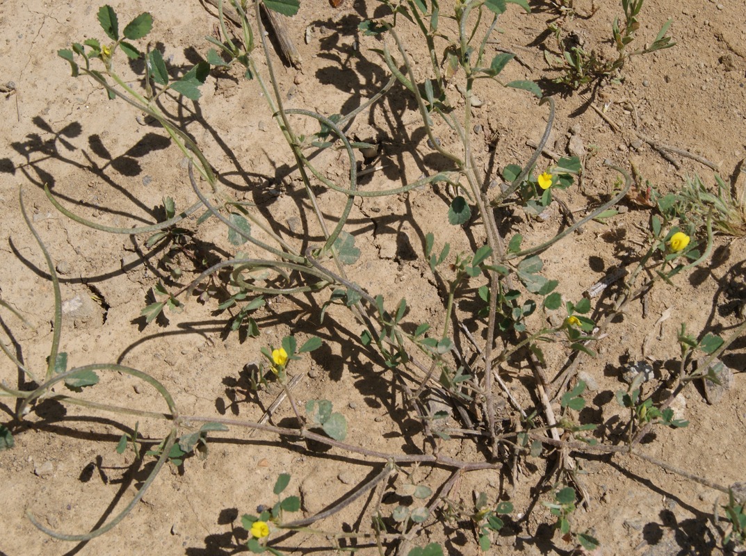 Image of Trigonella monantha specimen.