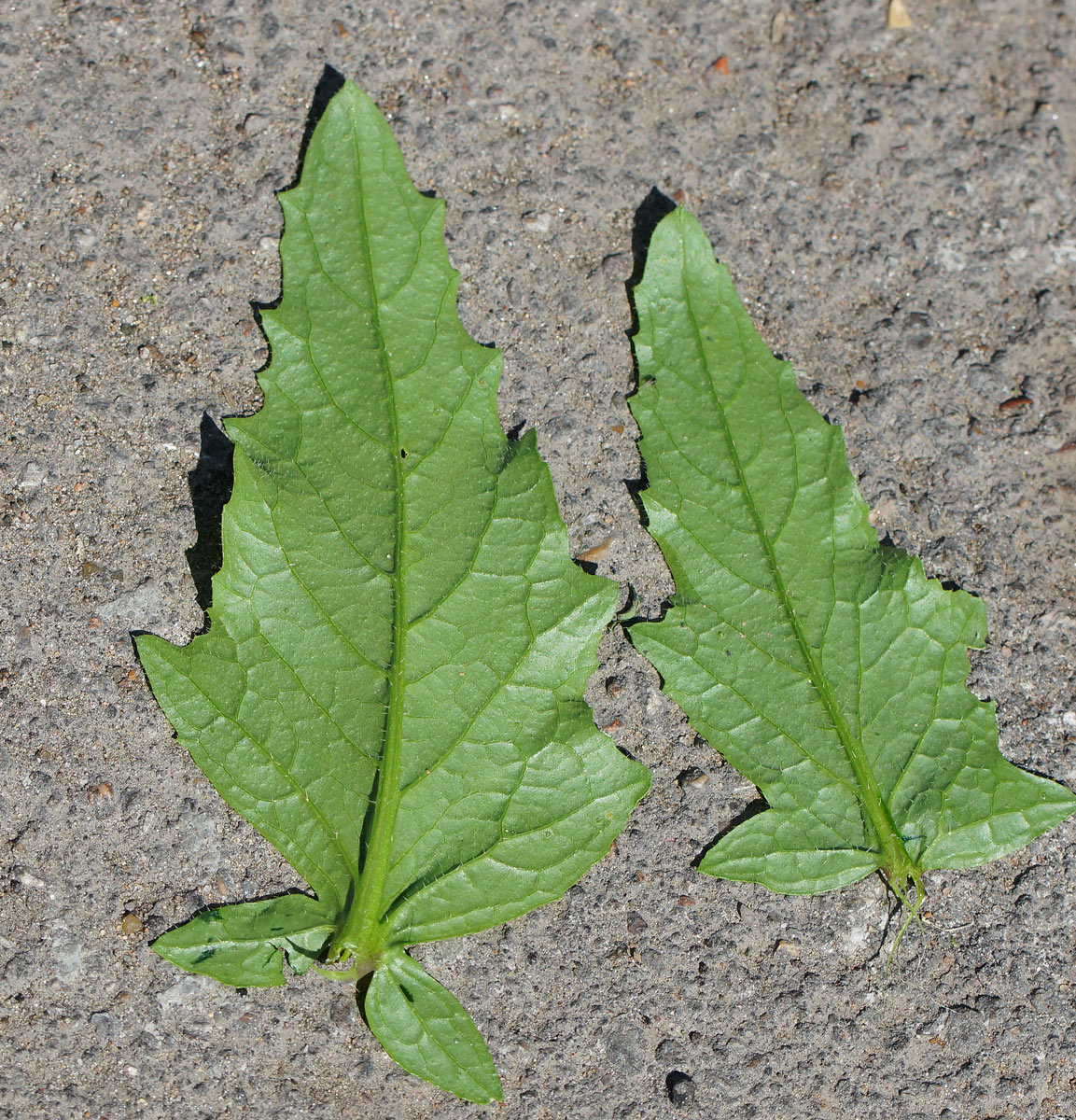 Image of Sinapis arvensis specimen.