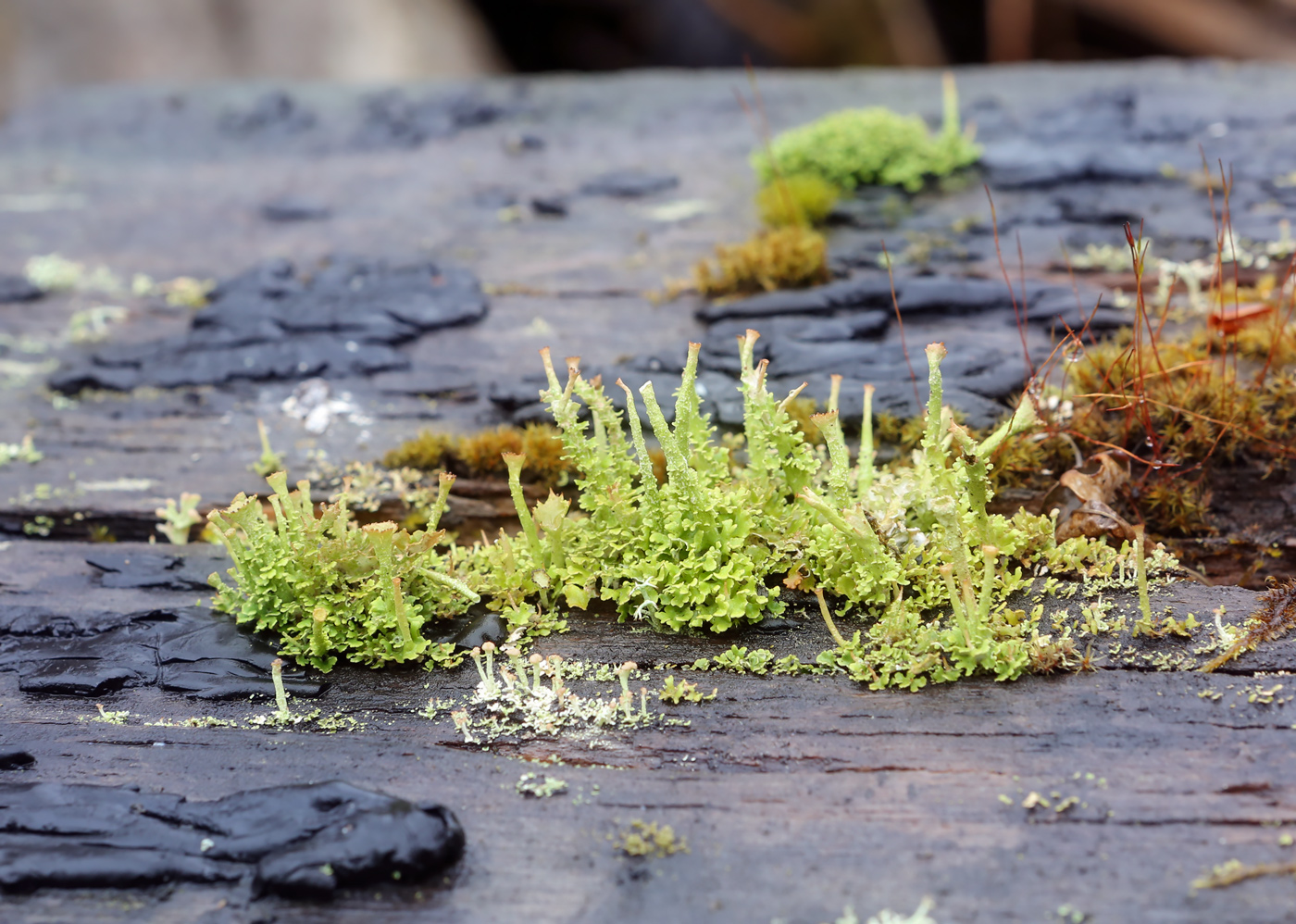 Image of genus Cladonia specimen.