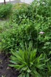 Смотреть изображение Plantago lanceolata