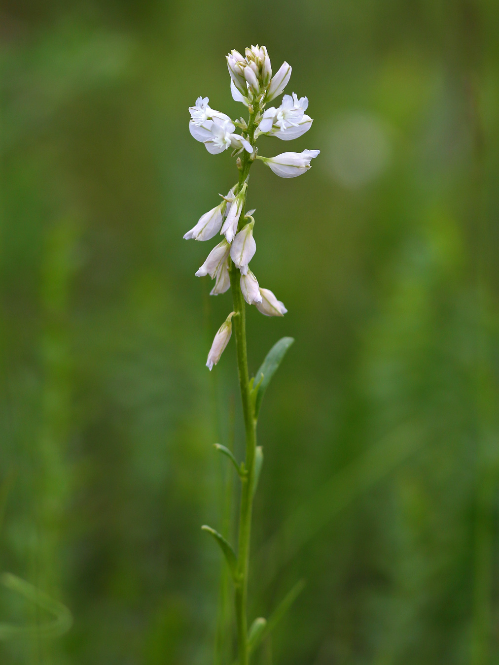 Image of Polygala hybrida specimen.