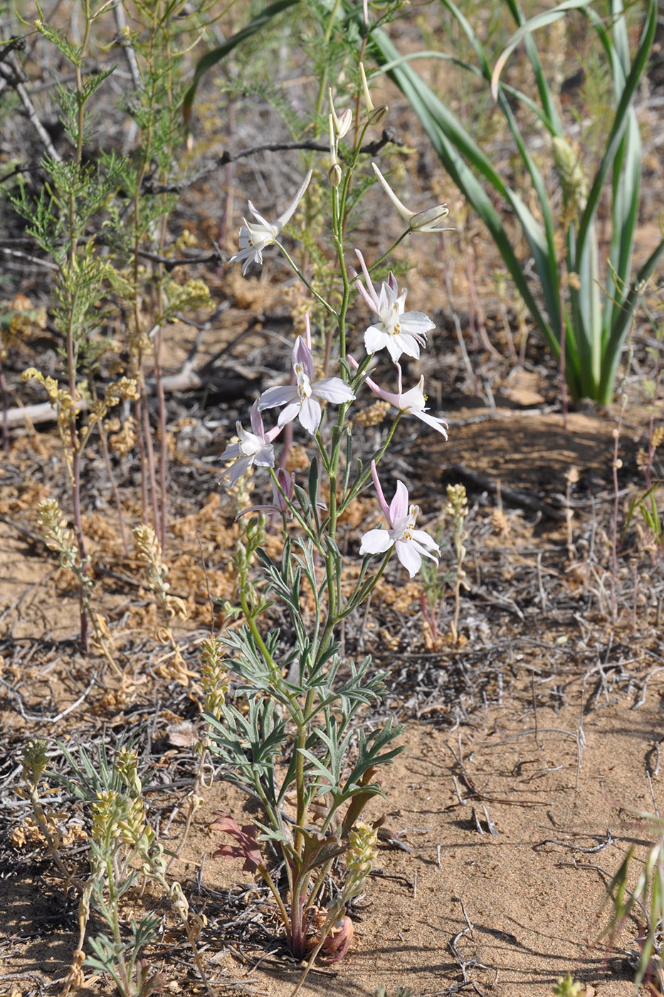 Image of Delphinium camptocarpum specimen.