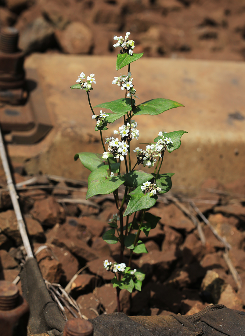 Изображение особи Fagopyrum esculentum.