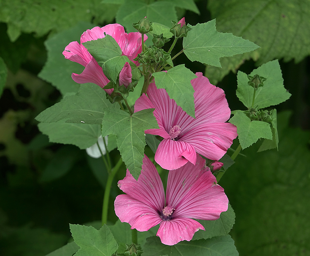 Image of Malva trimestris specimen.