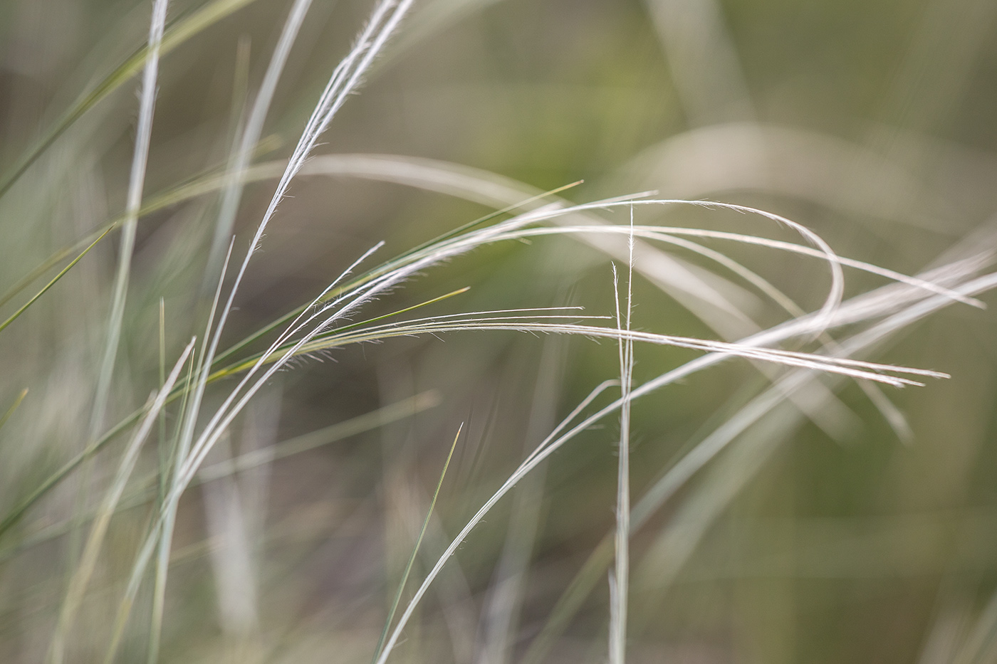 Изображение особи род Stipa.