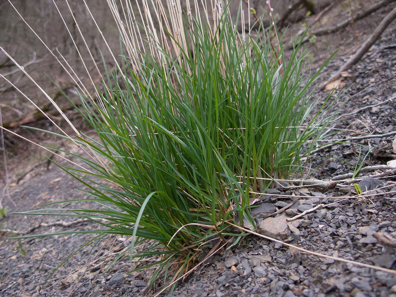 Image of familia Poaceae specimen.