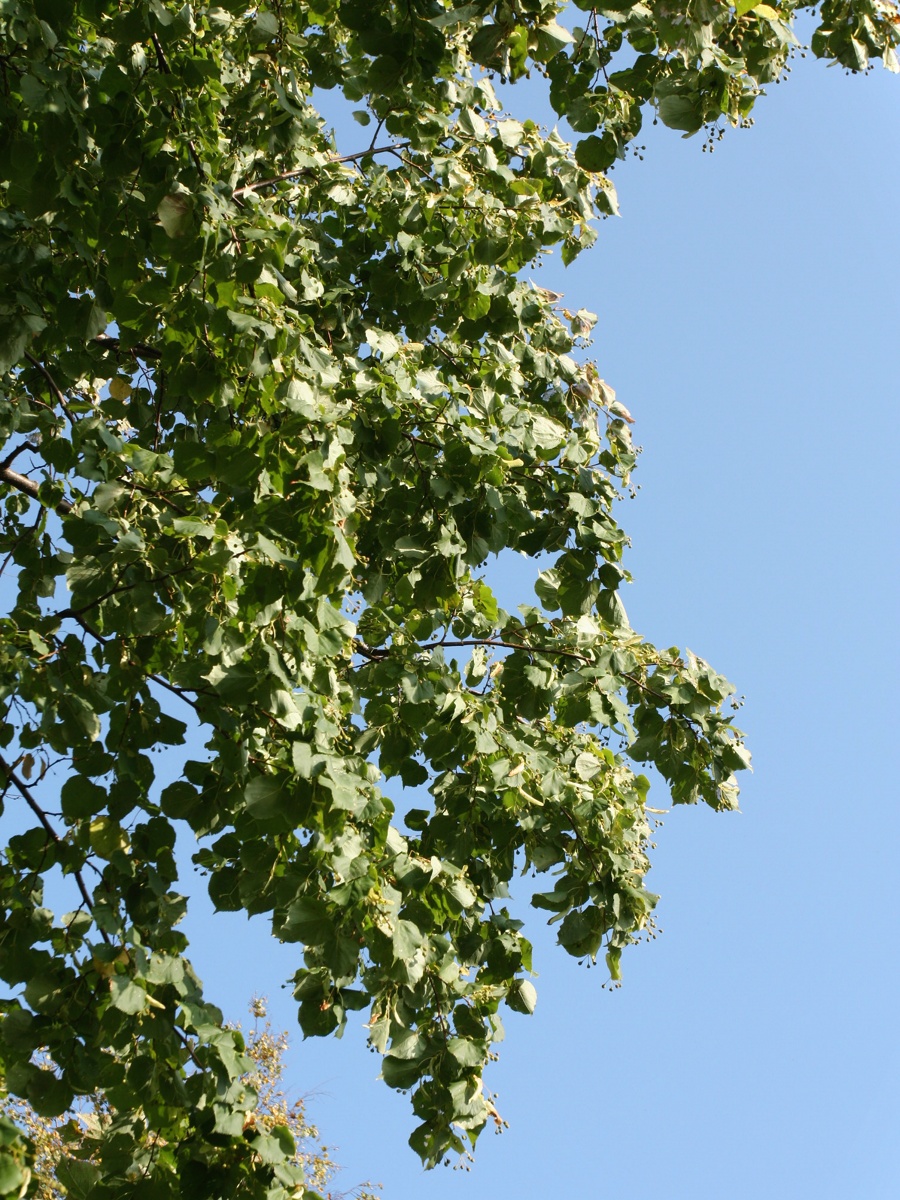 Image of Tilia cordata specimen.