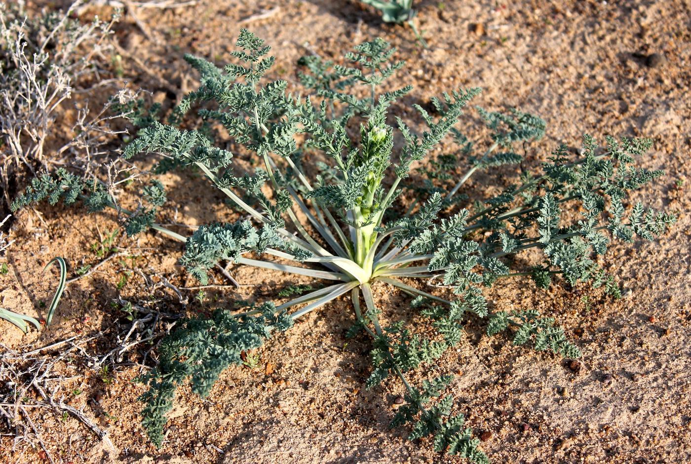 Image of Ferula nuda specimen.