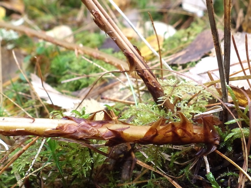 Image of Dryopteris dilatata specimen.