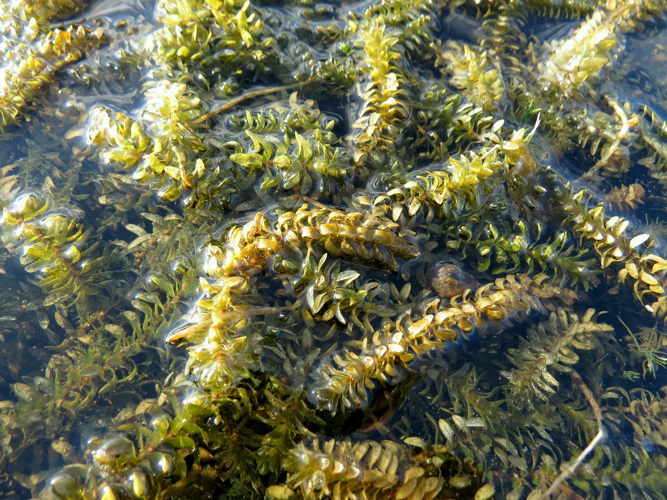 Image of Elodea canadensis specimen.