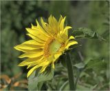 Helianthus annuus