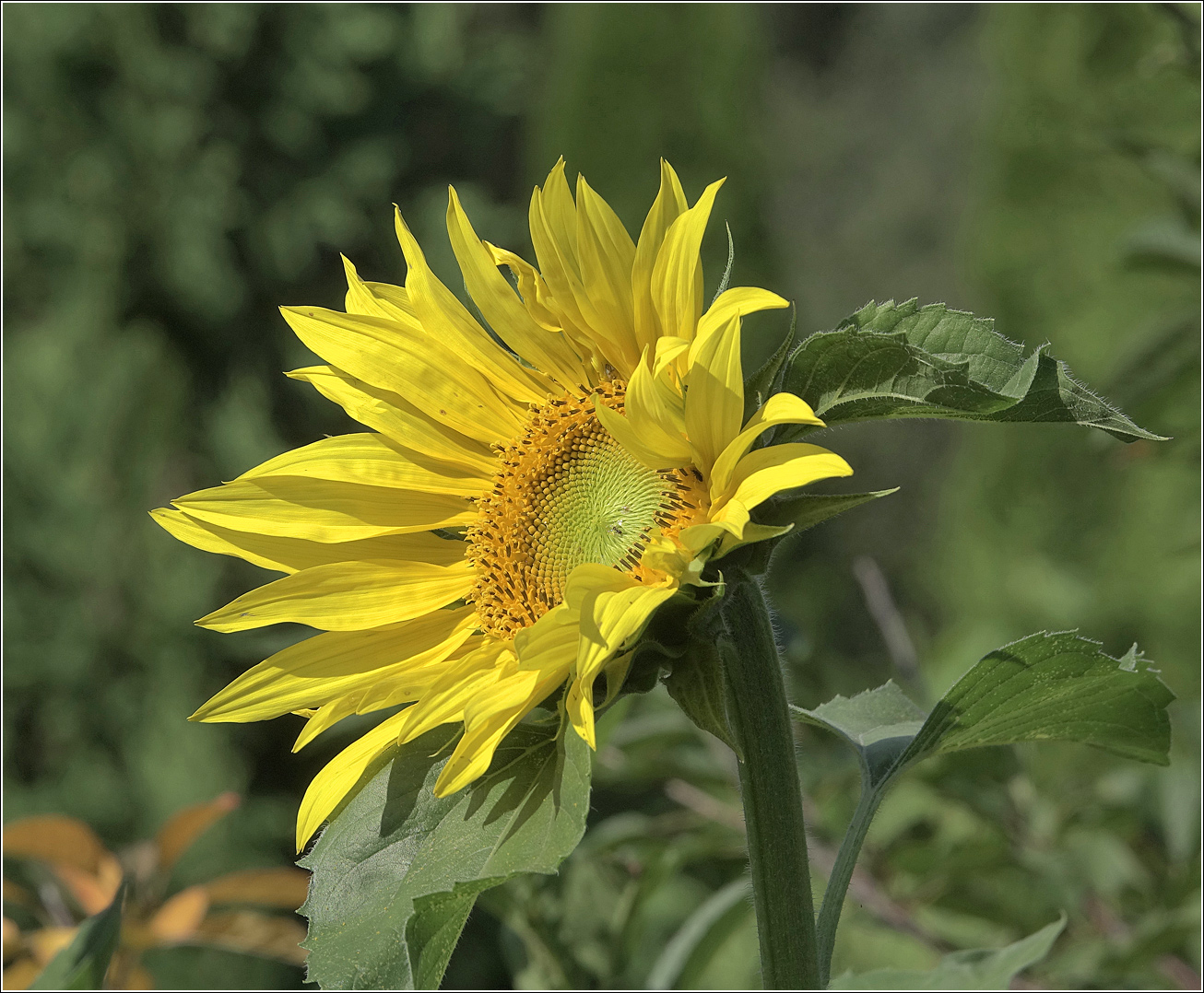 Изображение особи Helianthus annuus.