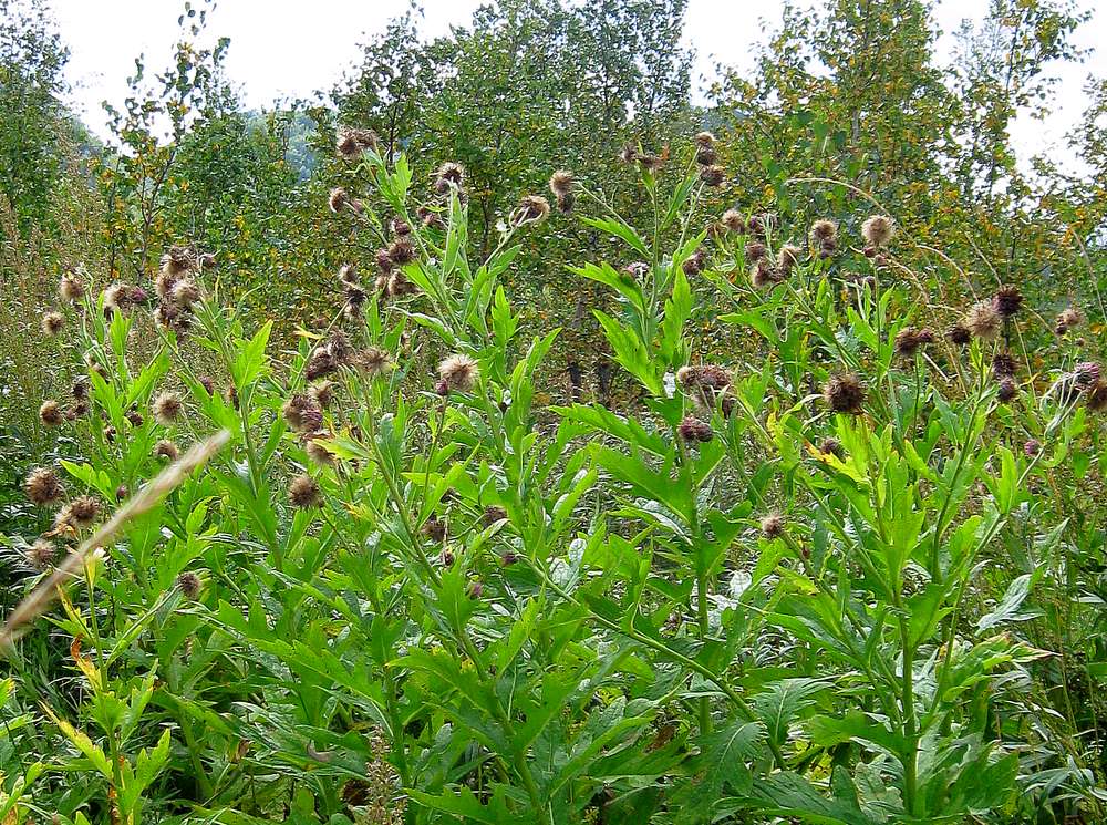 Image of Cirsium kamtschaticum specimen.