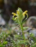 Pedicularis condensata. Цветущее растение. Республика Северная Осетия-Алания, Алагирский р-н, Большой Кавказ, правый берег реки Садон, ≈ 2950 м н.у.м., каменистый склон. 03.07.2021.