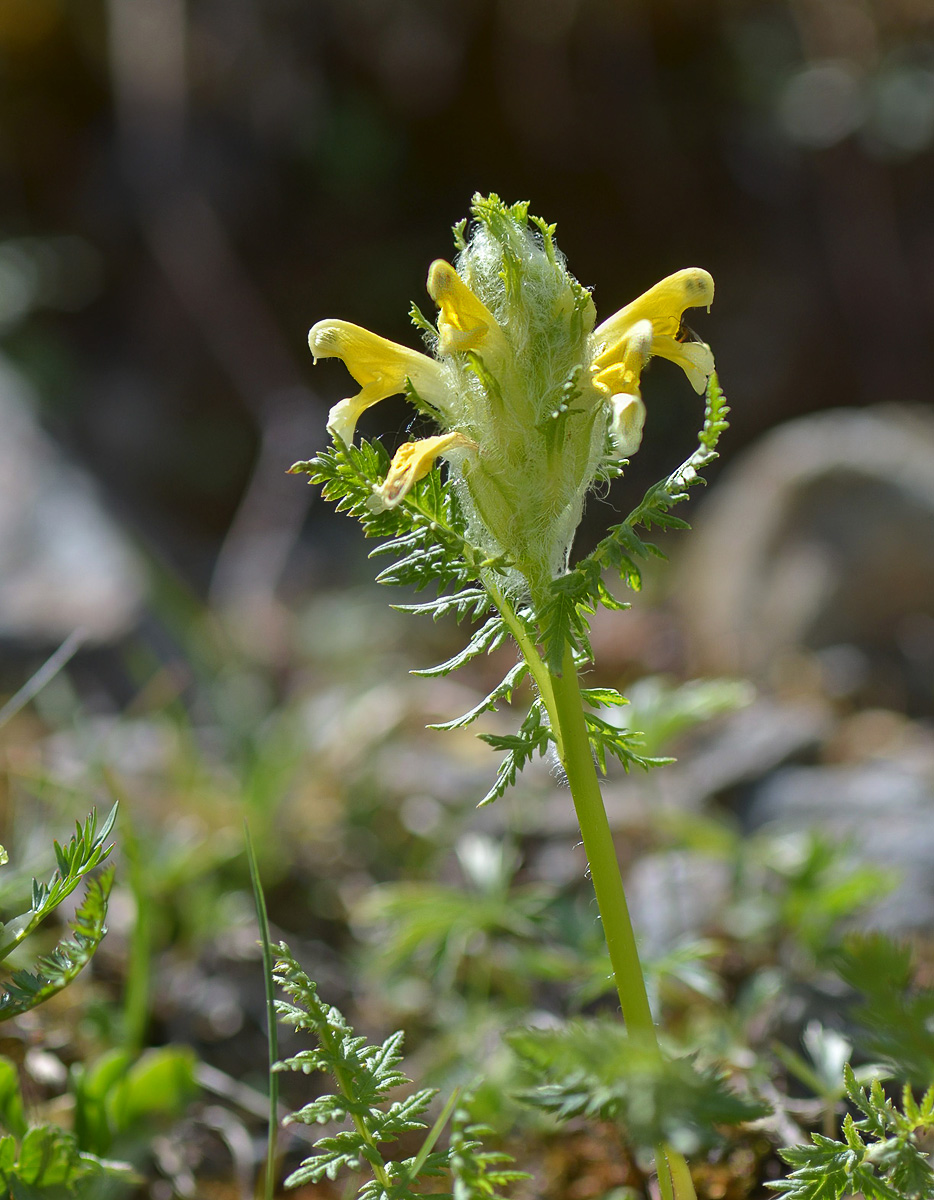 Image of Pedicularis condensata specimen.