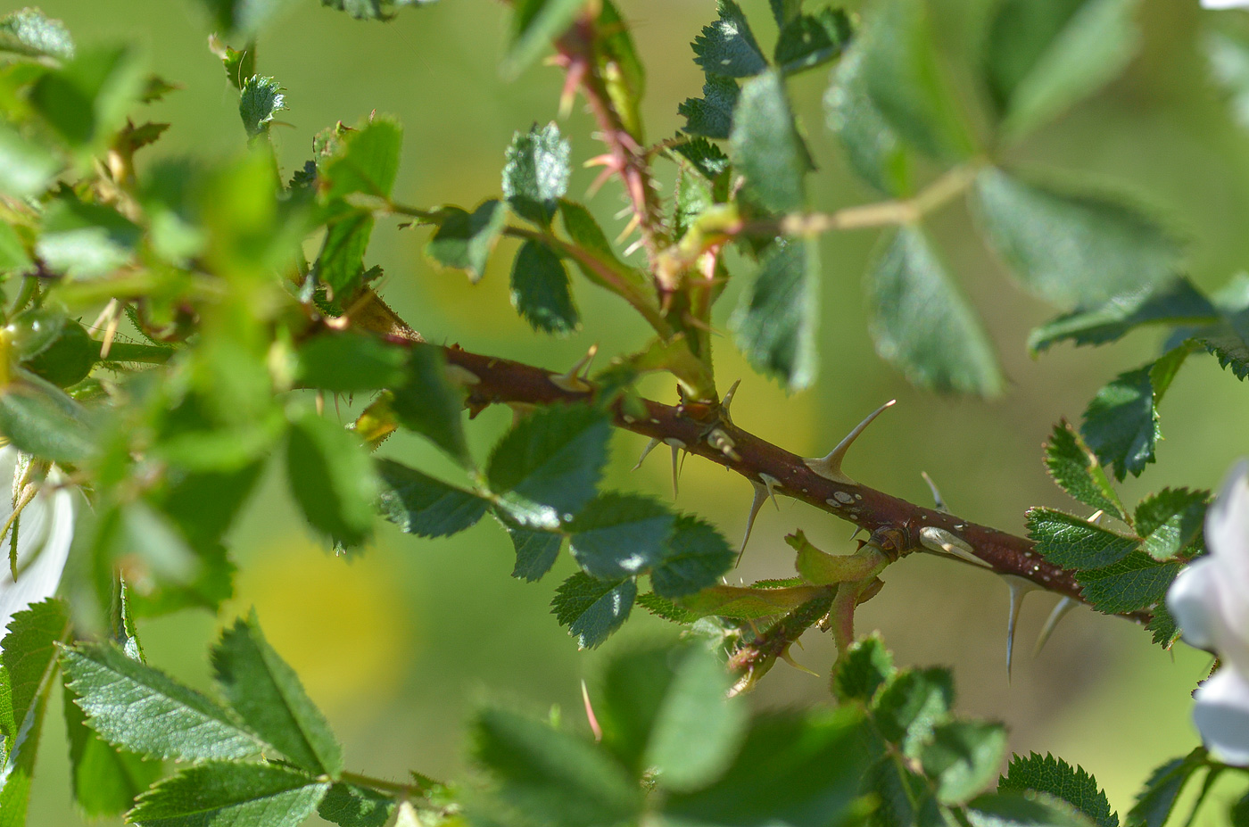 Image of Rosa buschiana specimen.