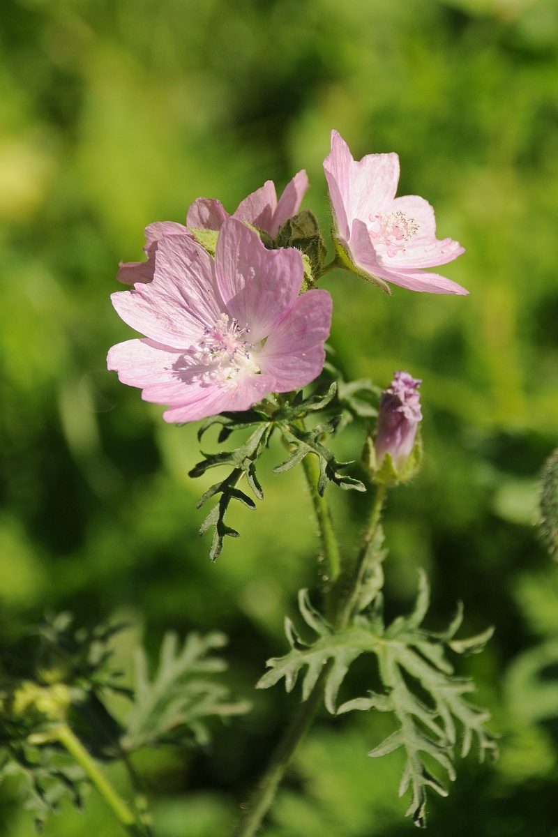 Image of Malva moschata specimen.