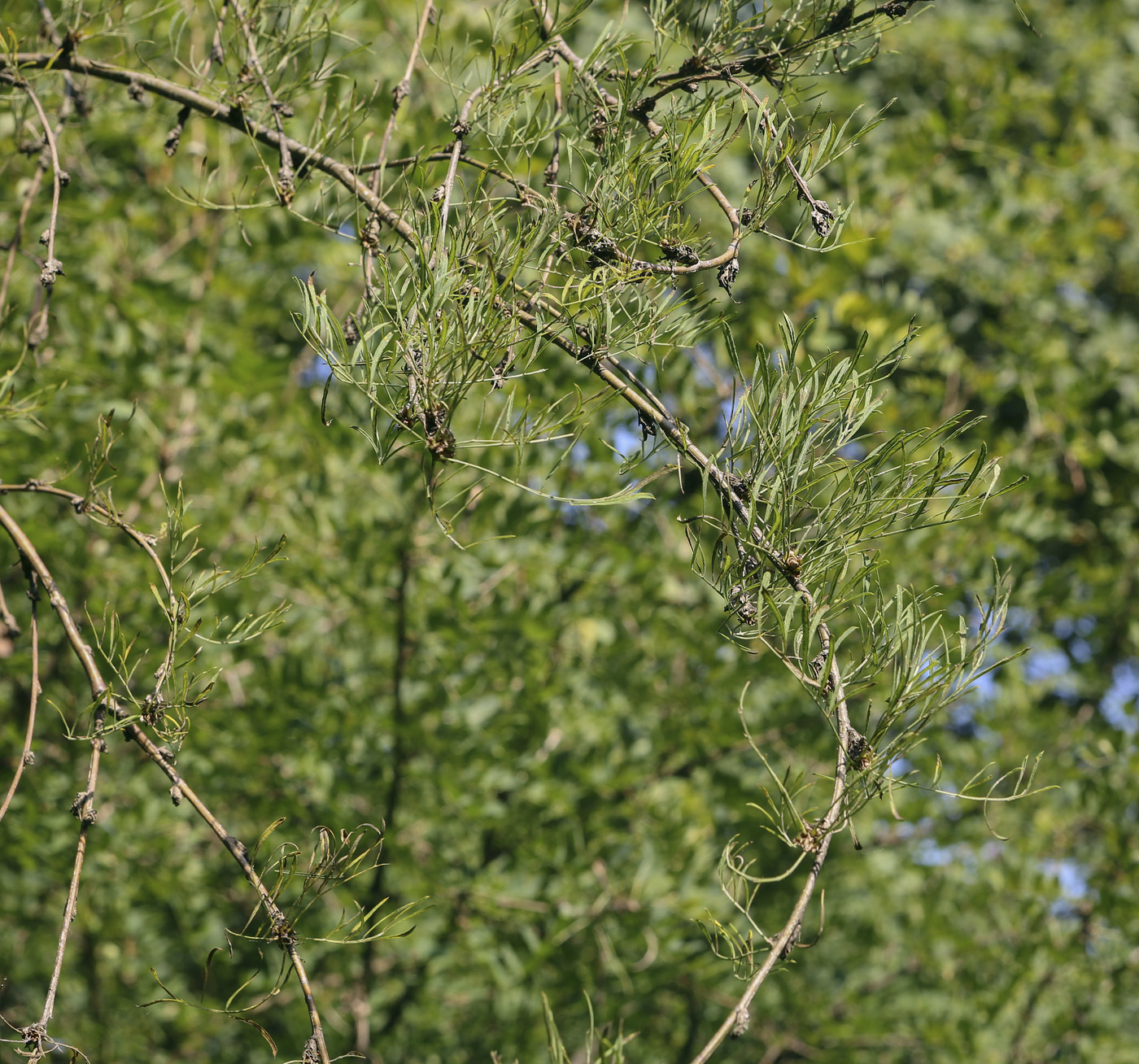 Image of Caragana arborescens specimen.