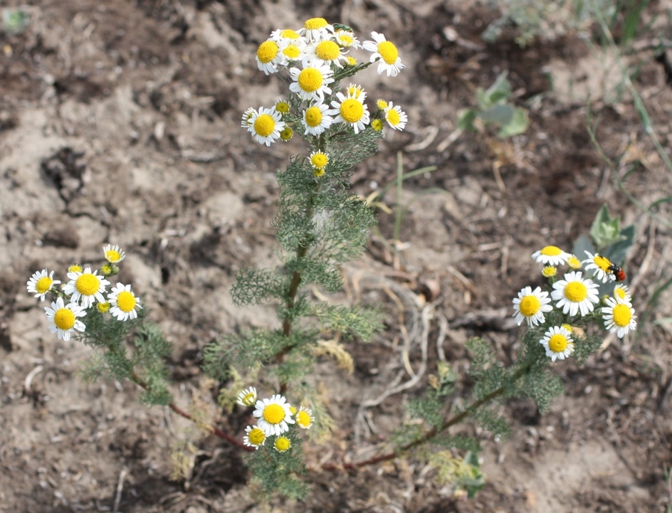 Image of genus Tripleurospermum specimen.