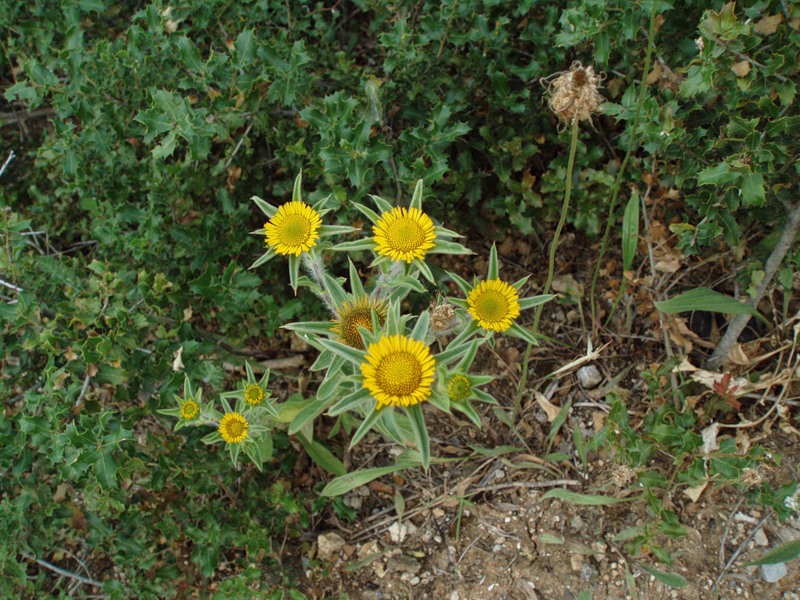 Image of Pallenis spinosa specimen.