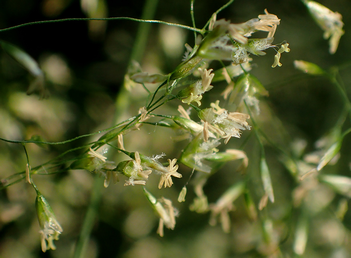 Изображение особи Deschampsia cespitosa.