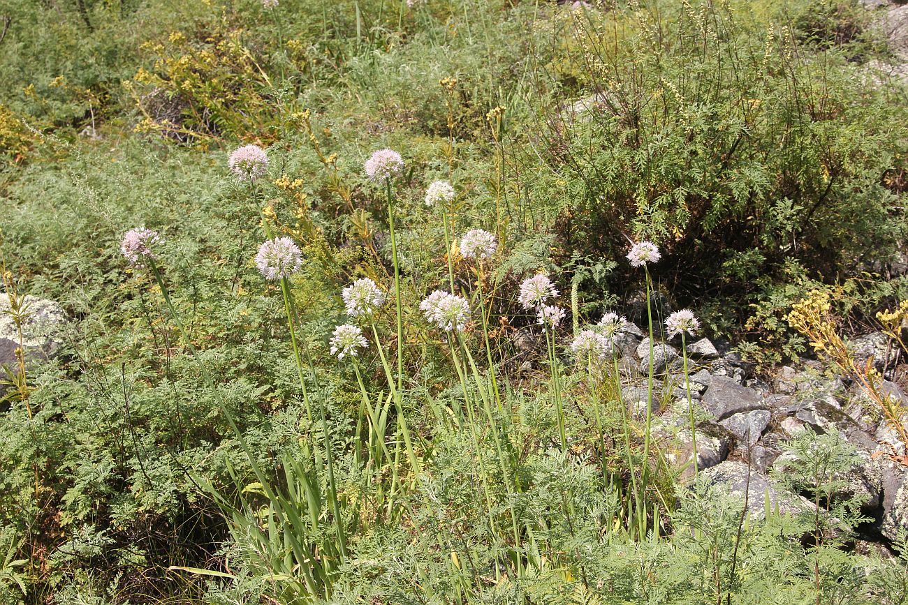 Image of genus Allium specimen.