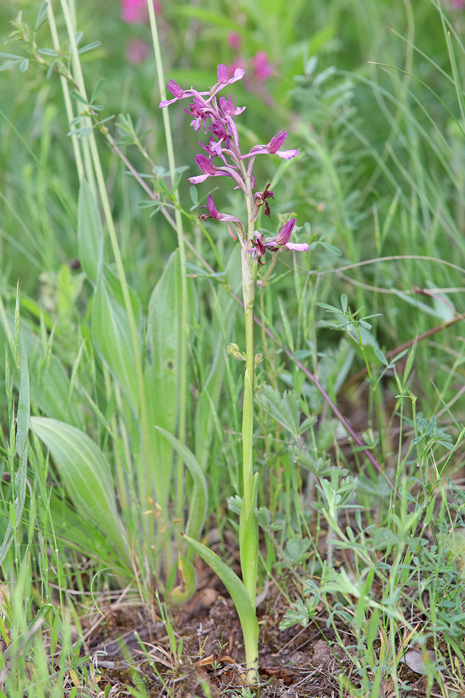 Image of Anacamptis &times; gennarii nothosubsp. orientecaucasica specimen.