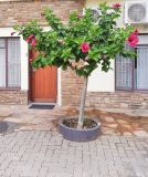 Hibiscus rosa-sinensis. Цветущее растение. Намибия, регион Khomas, г. Виндхук, двор гостиницы. 20.02.2020.