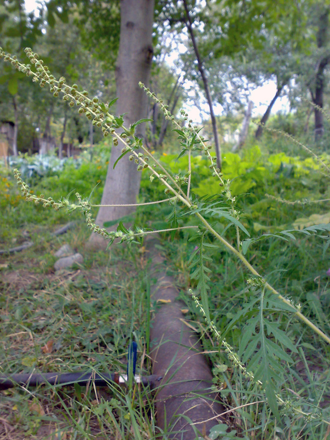 Image of Ambrosia artemisiifolia specimen.