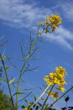 Смотреть изображение Erysimum aureum