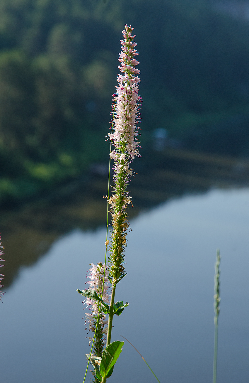 Image of Veronica spicata ssp. bashkiriensis specimen.