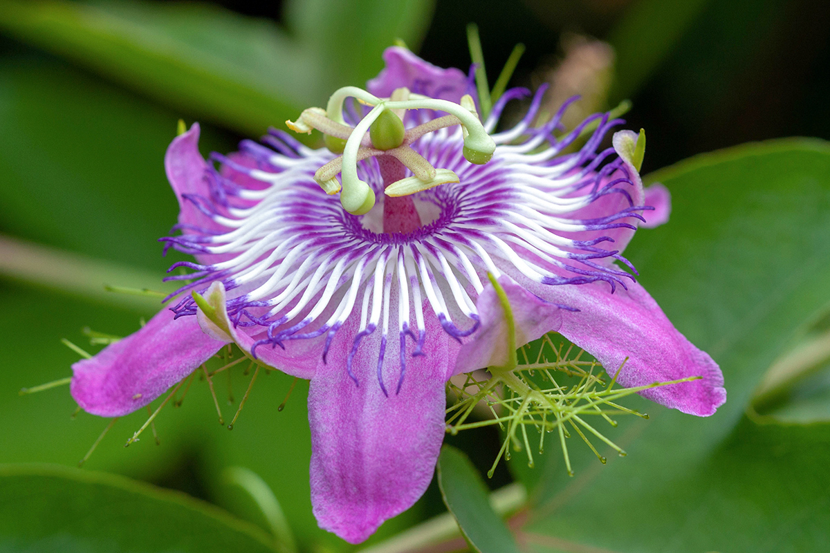 Изображение особи Passiflora foetida.