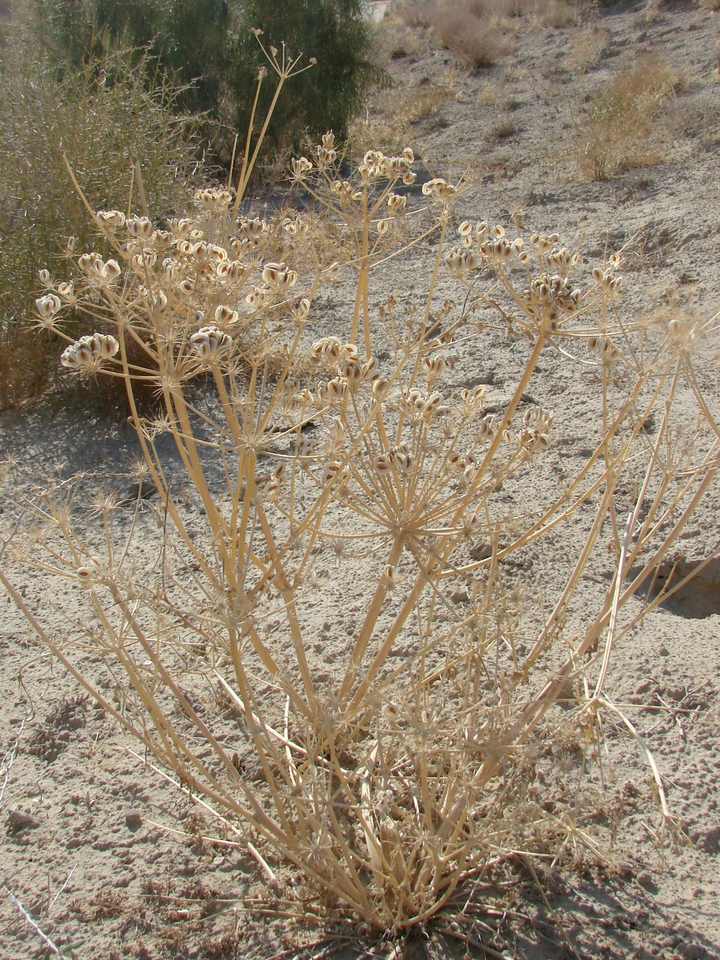 Изображение особи Zosima absinthifolia.