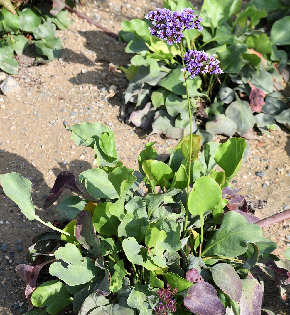 Image of genus Limonium specimen.