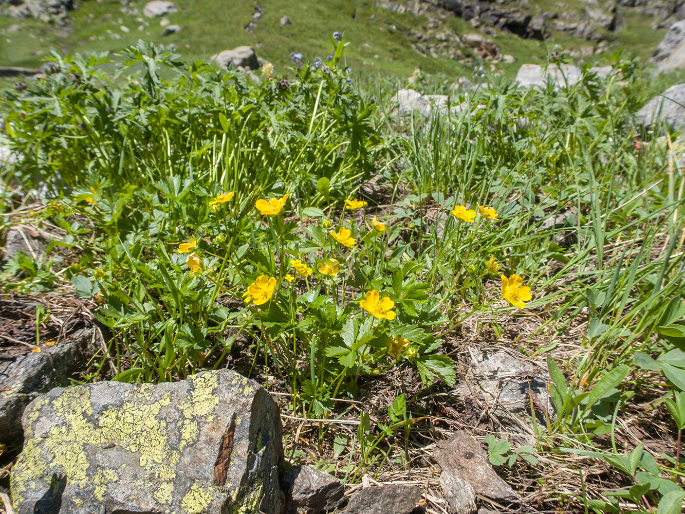 Image of Potentilla ruprechtii specimen.