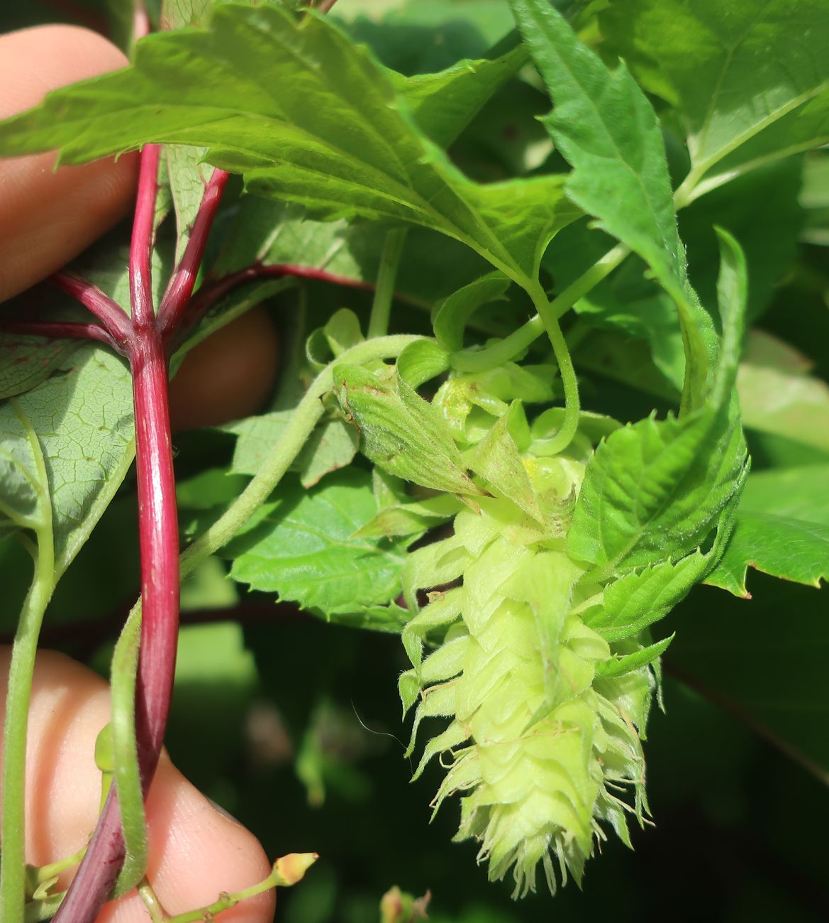 Image of Humulus lupulus specimen.