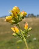 Hypericum linarioides