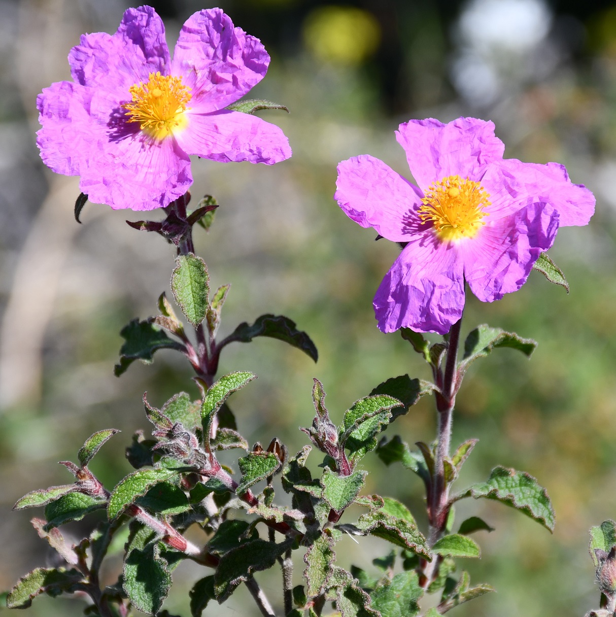 Изображение особи Cistus creticus.