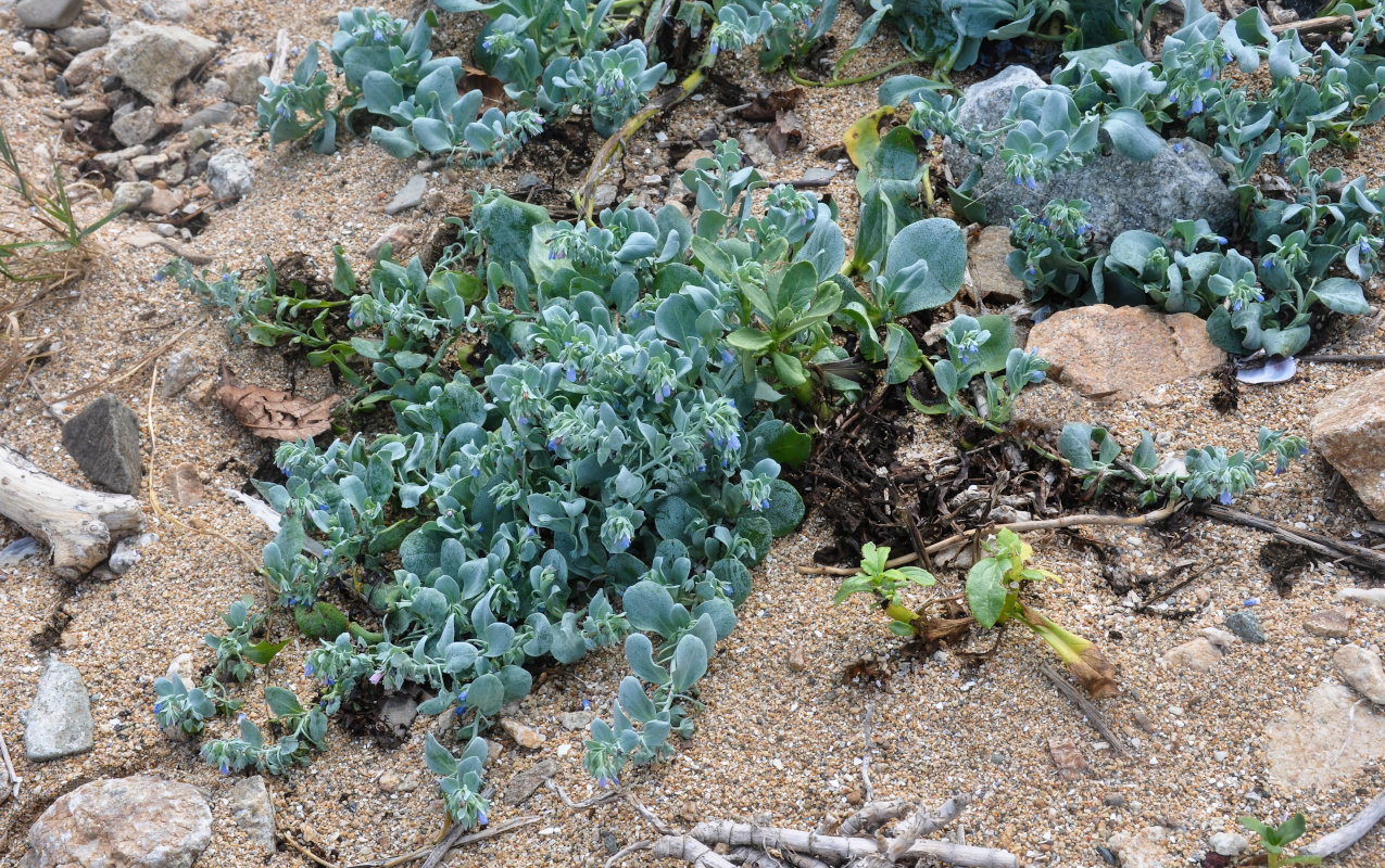 Image of Mertensia maritima specimen.