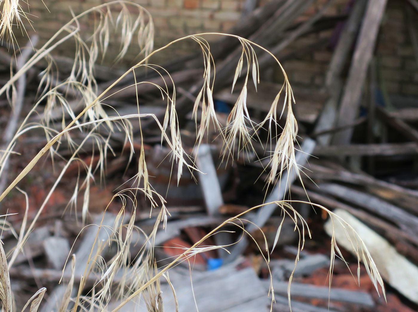 Image of Anisantha tectorum specimen.