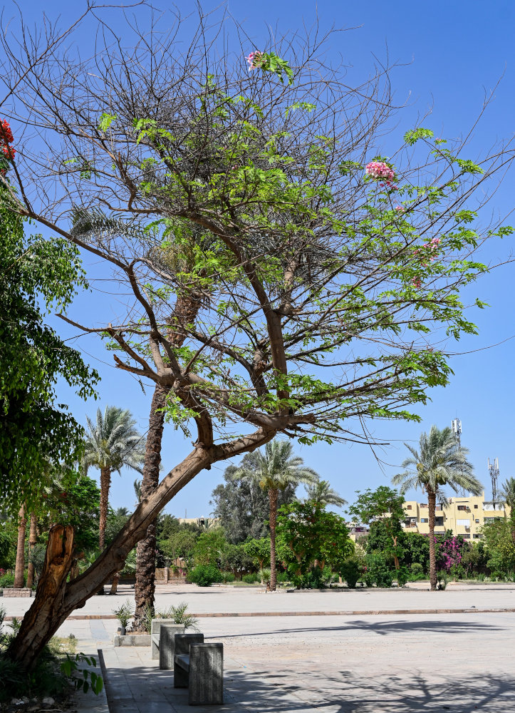 Image of Cassia javanica specimen.