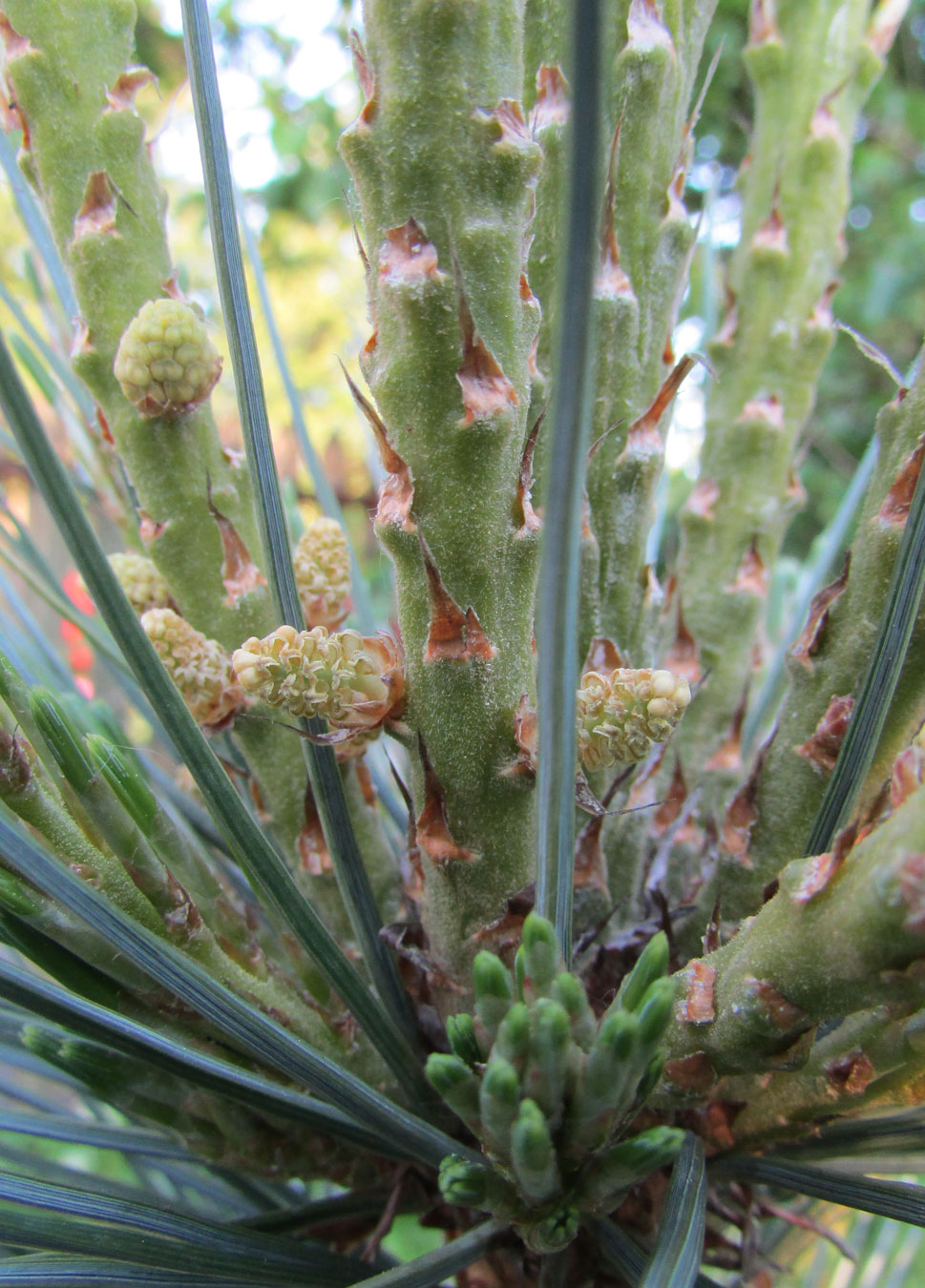 Image of Pinus flexilis specimen.