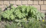 Heracleum sosnowskyi